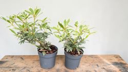 Andromeda variegata, pieris, Pieris japonica 'Flaming silver'