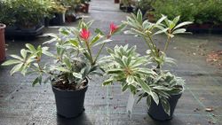 Andromeda variegata, pieris, Pieris japonica 'Flaming silver'
