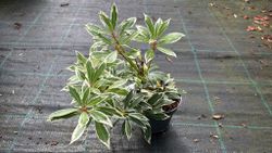 Andromeda variegata, pieris, Pieris japonica 'Flaming silver'