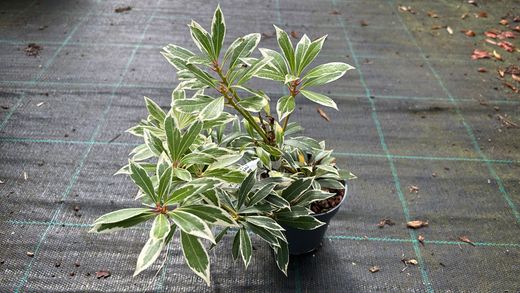 Andromeda variegata, pieris, Pieris japonica 'Flaming silver'