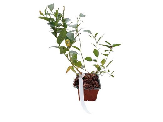 Mirtilo Aurora - Vaccinium corymbosum "Aurora"