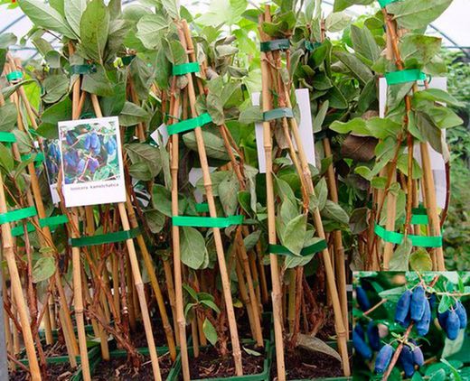 Mirtilo siberiano, madressilva azul, Lonicera kamtschatica