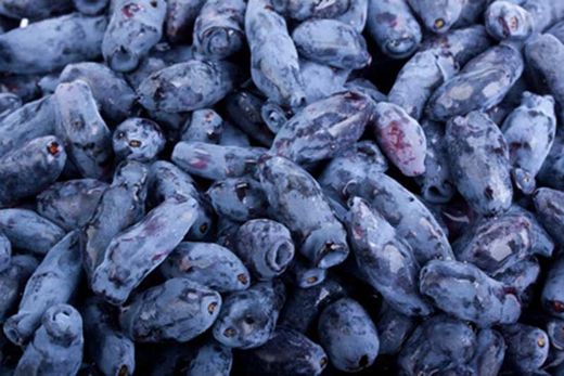 Mirtilo siberiano, madressilva azul, Lonicera kamtschatica