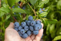 Mirtilo de dois colheitas Sweetheart®