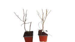 Mirtilo de dois colheitas Sweetheart®