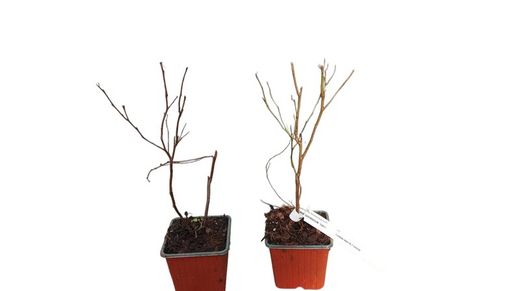 Mirtilo de dois colheitas Sweetheart®