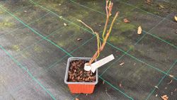 Mirtilo de dois colheitas Sweetheart®