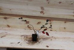 Blackberry Blue Gold, Vaccinium corymbosum "Bluegold"