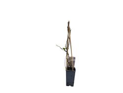 Blackberry Blue Gold, Vaccinium corymbosum "Bluegold"
