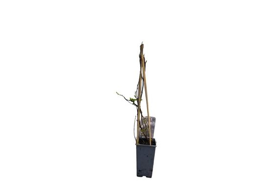 Blackberry Blue Gold, Vaccinium corymbosum "Bluegold"
