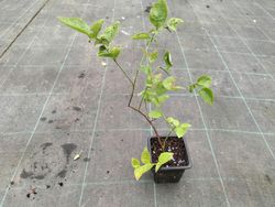 Blackberry Blue Gold, Vaccinium corymbosum "Bluegold"