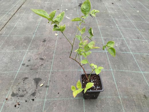 Blackberry Blue Gold, Vaccinium corymbosum "Bluegold"