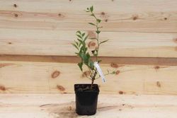 Mirtilo "Bluecrop", Vaccinium corymbosum