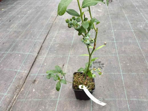 Mirtilo "Bluecrop", Vaccinium corymbosum