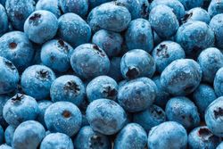 Mirtilo "Bluecrop", Vaccinium corymbosum