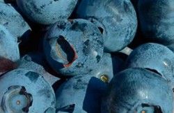 Mirtilo preto 'Brigitta'. Vaccinum corymbosum «Brigitta»