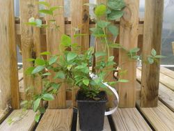 Mirtilo preto 'Brigitta'. Vaccinum corymbosum «Brigitta»