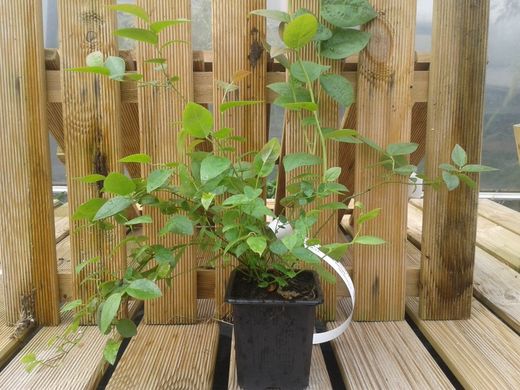 Mirtilo preto 'Brigitta'. Vaccinum corymbosum «Brigitta»