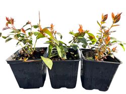 Mirtilo preto 'Brigitta'. Vaccinum corymbosum «Brigitta»