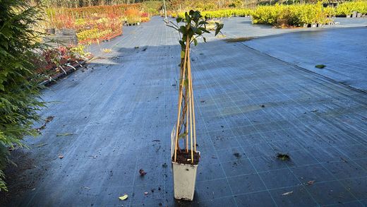 Mirtilo preto 'Brigitta'. Vaccinum corymbosum «Brigitta»