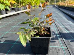 Mirtilo preto 'Brigitta'. Vaccinum corymbosum «Brigitta»