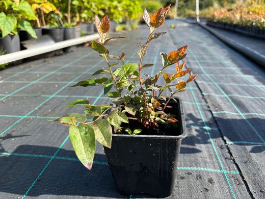 Mirtilo preto 'Brigitta'. Vaccinum corymbosum «Brigitta»