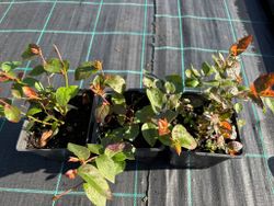 Mirtilo preto 'Brigitta'. Vaccinum corymbosum «Brigitta»