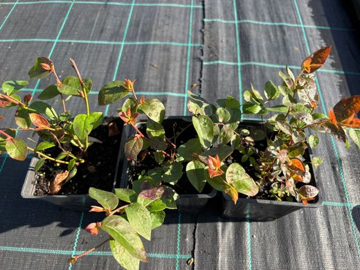 Mirtilo preto 'Brigitta'. Vaccinum corymbosum «Brigitta»