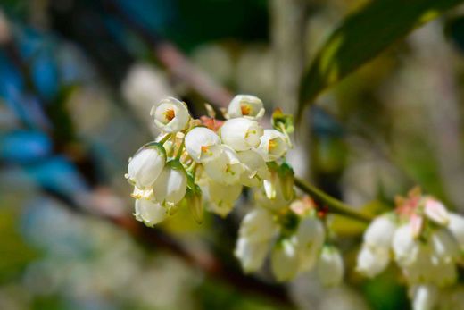 Arándano negro 'Brigitta'. Vaccinum corymbosum 'Brigitta'
