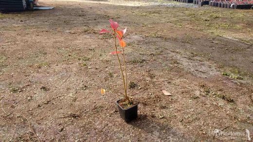 Arándano negro 'Chandler' en maceta de 8 cm