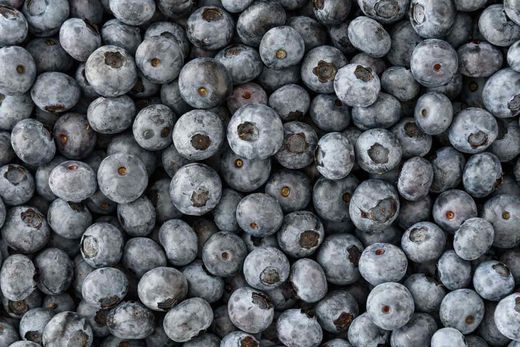 Arándano negro 'Duke' en maceta de 8 cm