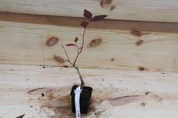 Arándano negro 'Duke' en maceta de 8 cm