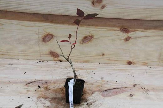Arándano negro 'Duke' en maceta de 8 cm