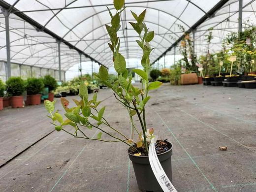 Arándano negro 'Duke' en maceta de 8 cm