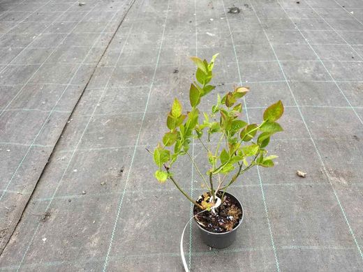 Arándano negro 'Duke' en maceta de 8 cm