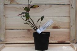 Arándano negro 'Elliot'