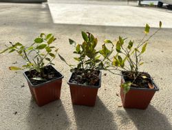 Arándano negro 'Elliot'