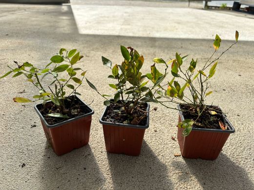 Arándano negro 'Elliot'