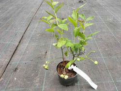 Arándano negro "Goldtraube"