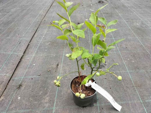 Arándano negro "Goldtraube"