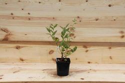 Arándano negro "Goldtraube"