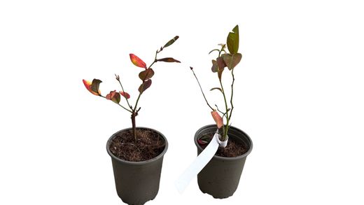 Arándano negro "Goldtraube"