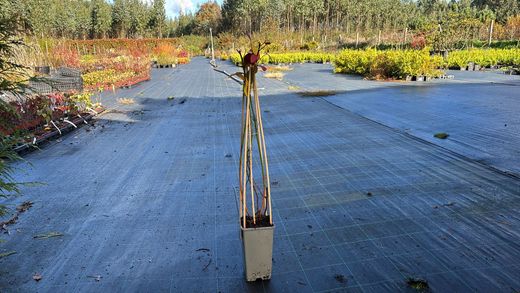 Arándano negro "Goldtraube"