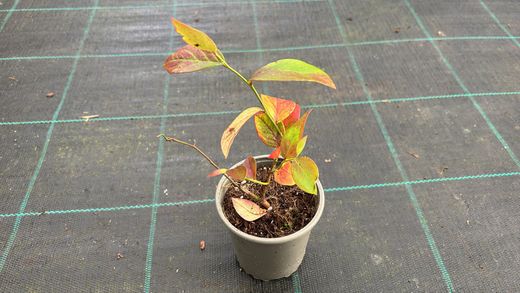 Arándano negro "Goldtraube"