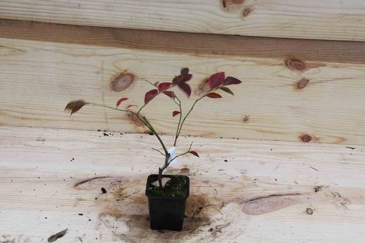 Arándano negro 'Legacy' en maceta de 9 cm