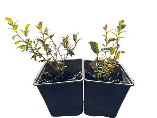 Arándano Ozarkblue, Vaccinium corymbosum