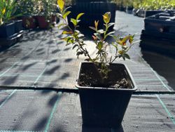Arándano Ozarkblue, Vaccinium corymbosum