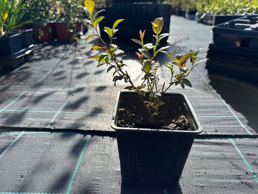 Arándano Ozarkblue, Vaccinium corymbosum