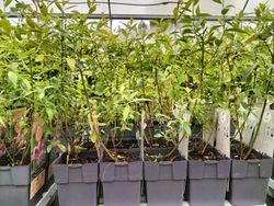 Limonade rose aux airelles, Vaccinum corymbosum 'Pink limonade'