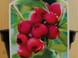 Limonade rose aux airelles, Vaccinum corymbosum 'Pink limonade'